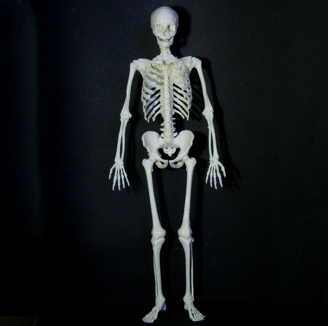3d-modell skelett 3d model sceleton